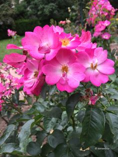 pink flowers are blooming in the garden