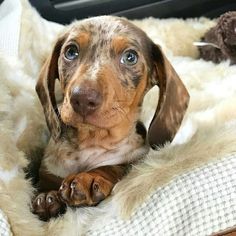 a brown and black dog laying on top of a white blanket