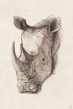 a drawing of a rhino's head is shown