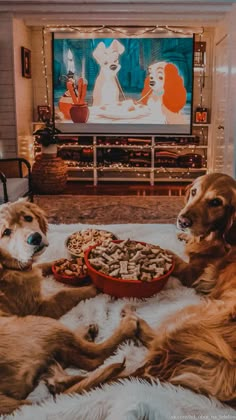 two dogs laying on the floor in front of a flat screen tv eating food from a bowl