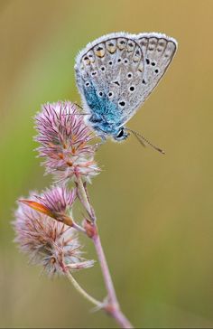 a small blue butterfly sitting on top of a flower