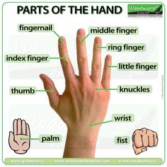 parts of the hand that are labeled in green and white text, with words below it