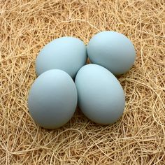 four blue eggs sitting on top of straw