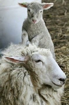 two sheep standing next to each other on dry grass