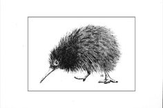 an ink drawing of a porcupine on white paper with black and white border