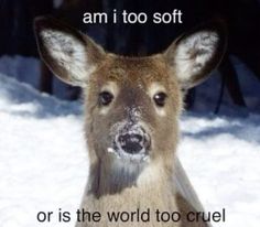 a deer with the words am i too soft or is the world too cruel?