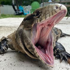 an alligator with its mouth open and it's teeth wide open while laying on the ground