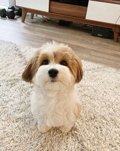 a small brown and white dog sitting on top of a rug