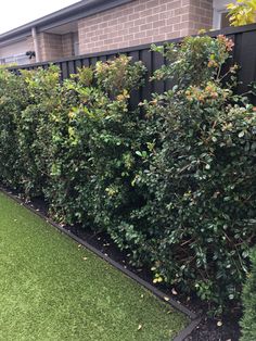 a row of bushes in front of a house with green grass and shrubs growing along the fence