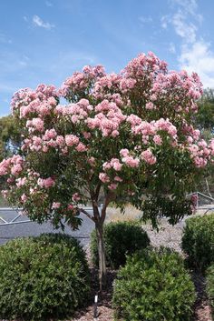 a tree with pink flowers in the middle of some bushes