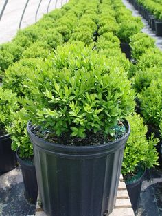 there are many potted plants in the planter on the ground and one is green