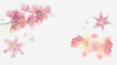 pink flowers and pearls floating in water on a white background with space for text or image