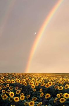 two rainbows are in the sky over a field of sunflowers and one has a half moon