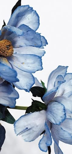 two blue flowers with green leaves in front of a white background