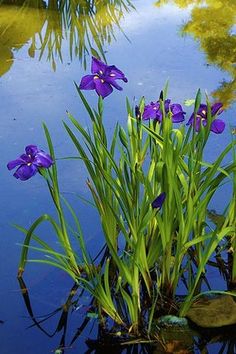 purple flowers are growing out of the water