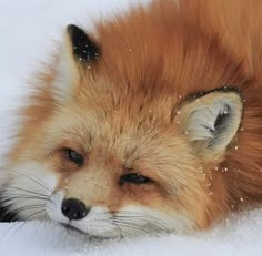 a close up of a fox laying in the snow