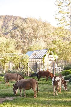 several donkeys and horses grazing in the grass