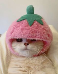 a white cat wearing a pink and green strawberry hat