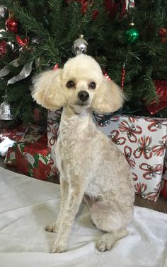 a white poodle standing in front of a christmas tree with presents on it's side