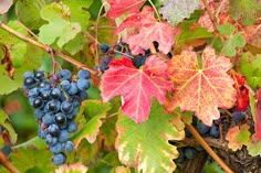 grapes are growing on the vine with red and green leaves in the foreground,