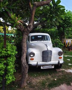 an old white car parked next to a tree