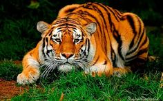 a tiger laying down in the grass