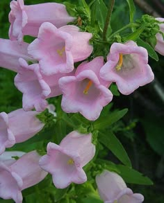 pink flowers are blooming in the garden