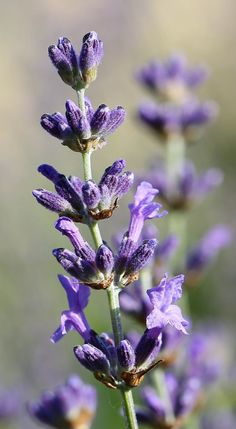 the purple flowers are blooming in the field