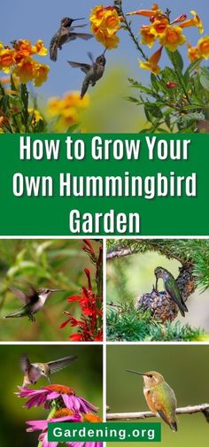 how to grow your own hummingbird garden with pictures and text overlaying the image