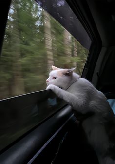 a white cat sitting in the passenger seat of a car, looking out the window