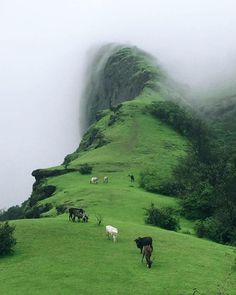 cows are grazing on the side of a grassy hill with fog in the sky behind them