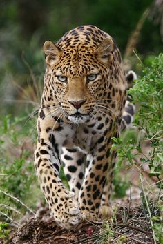 a large leopard walking across a lush green field