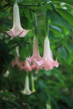 some pink flowers hanging from a tree branch