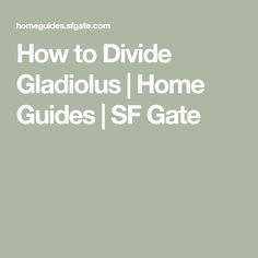 the text how to divide gladious home guides / ssf gate on a green background