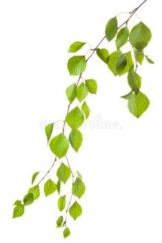 green leaves on a branch with white background royalty photo - image 399874