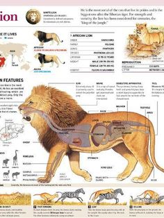 an animal's body is shown with the names of its main features and description