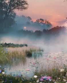 the sun is setting over a pond with water lilies