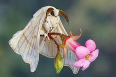 a large white moth sitting on top of a pink flower next to a pink flower