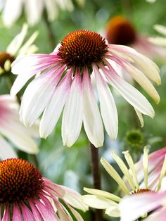 several white and pink flowers with brown centers