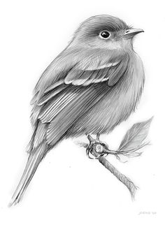 a pencil drawing of a bird sitting on a branch