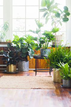 there are many potted plants on the floor in this room, and one is green