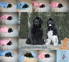 there are many different pictures of black dogs with pink and blue blankets on their backs