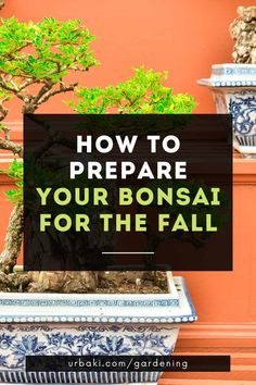 bonsai tree with text overlay how to prepare your bonsai for the fall