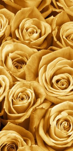 closeup of yellow roses in sepia tone