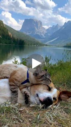 a dog and cat laying next to each other on the grass near water with mountains in the background