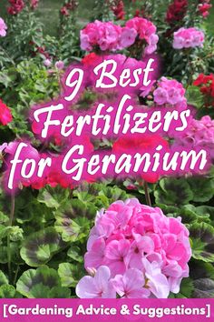 pink flowers with the words 9 best fertitizers for geranium gardening advice and suggestions