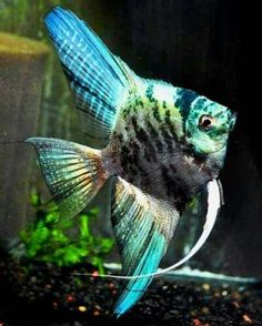 a blue and green fish in an aquarium with gravel around it's bottom edge