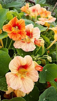 orange and yellow flowers blooming in the garden