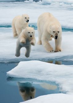 three polar bears are walking on the ice