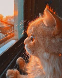 an orange cat sitting on top of a window sill